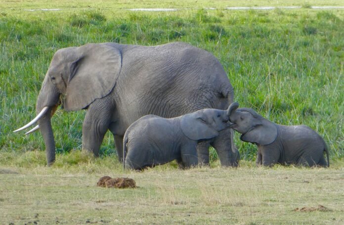 kenya-2242988_1280 Elephants in amboseli