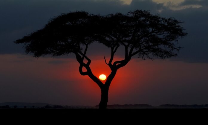 kenya-3816810_1280