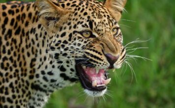 Best Masai Mara Safari Packages