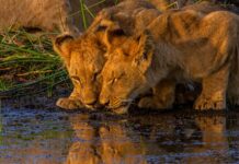Where to go on Safari in January Lions In January Okavango delta Botswana