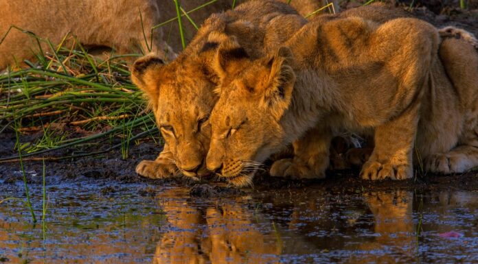 Where to go on Safari in January Lions In January Okavango delta Botswana