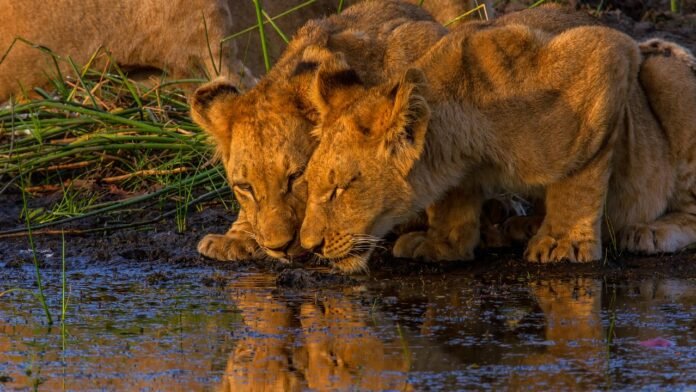 Lions In January Okavango delta Botswana
