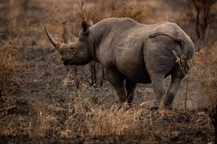 Rhino photographed during an Africa safari