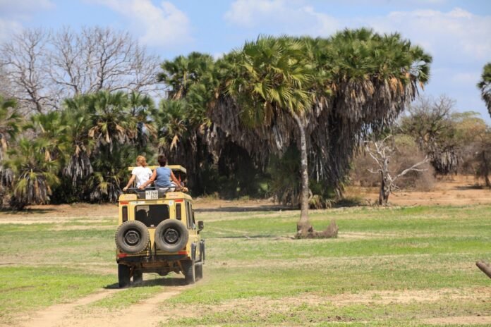 safari-7376766_1280 A couple on a Tanzania safari