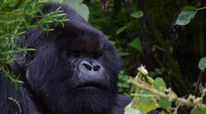 What to Pack for Rwanda Rwanda Gorilla