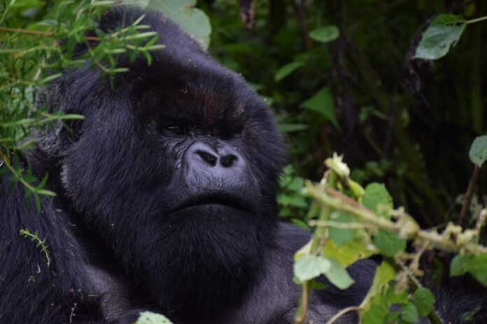 silverback-3560382_1280 Rwanda Gorilla