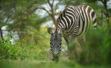 Kenya in March A zebra spotted on a Kenya safari In March