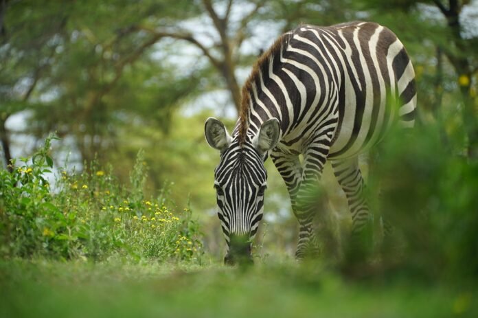 zebra-6275284_1280 A zebra spotted on a Kenya safari In March