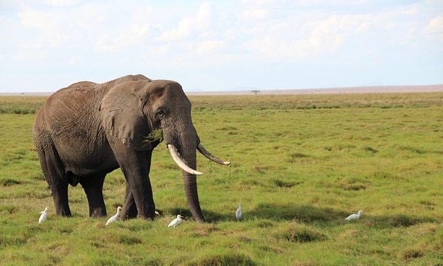 Kenya in August elephant spotted in August on safari