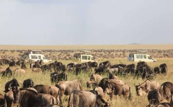 Masai Mara Group Tours Safaris vehicles at Masai Mara on safari