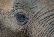 Kenya Photo Safaris An elephant on a photo safari