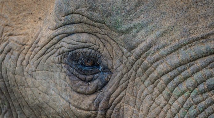 Kenya Photo Safaris An elephant on a photo safari
