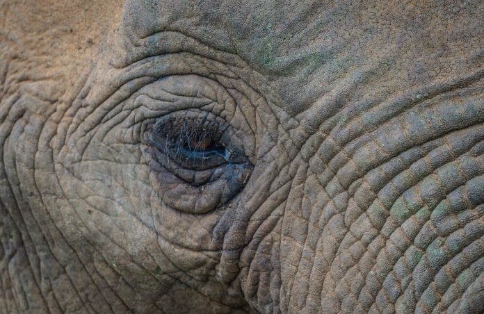 An elephant on a photo safari