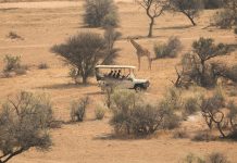 What Is the Best Company to Use for an African Safari? A tour operator operating a safari