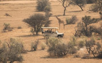 What Is the Best Company to Use for an African Safari? A tour operator operating a safari