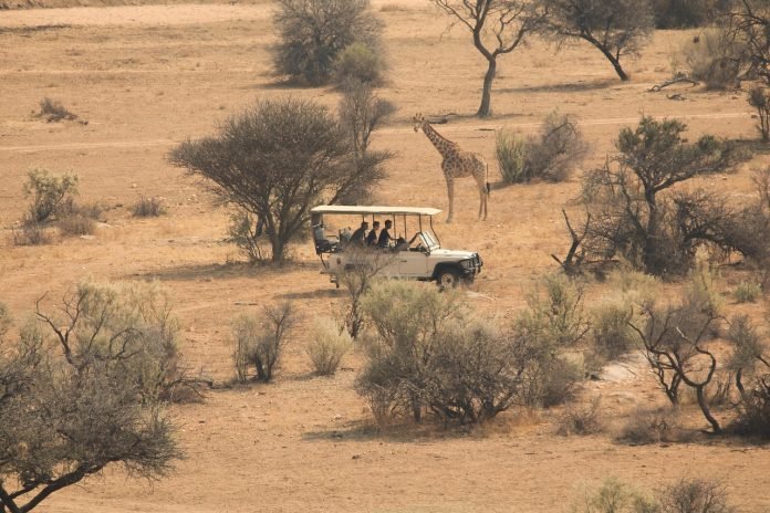 A tour operator operating a safari
