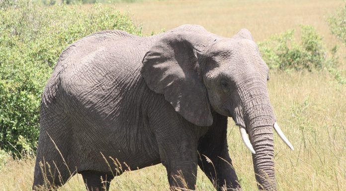 Kenya Self Drive Safari an Elephant spotted on kenya safari