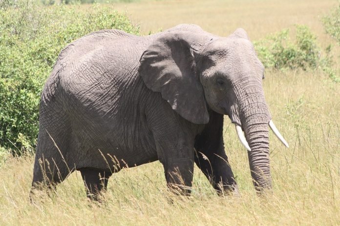 an Elephant spotted on kenya safari