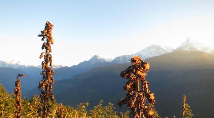 Poon Hill Sunrise: What to Expect From This Iconic Nepal Trek