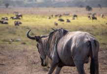 Wildebeest Migration 2026: Complete Guide (Kenya & Tanzania) wildebeest spotted on safari