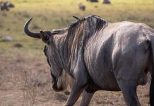 Wildebeest Migration 2026: Complete Guide (Kenya & Tanzania) wildebeest spotted on safari