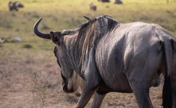Wildebeest Migration 2026: Complete Guide (Kenya & Tanzania) wildebeest spotted on safari