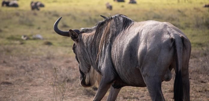 wildebeest spotted on safari