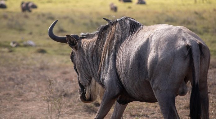 Wildebeest Migration 2026: Complete Guide (Kenya & Tanzania) wildebeest spotted on safari