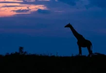 Night Game Drives in Masai Mara