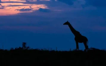 Night Game Drives in Masai Mara