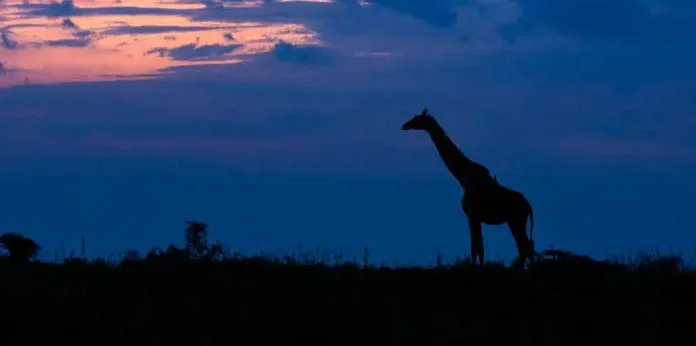 Night Game Drives in Masai Mara
