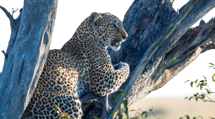 How to Reach the Masai Mara from New York A leopard perched in a tree Kenya