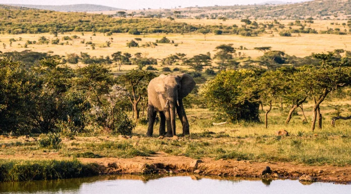 How to Go to the Masai Mara National Reserve from India An elephant approaches a waterhole kenya