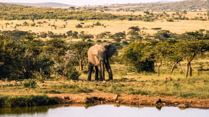 An elephant approaches a waterhole kenya