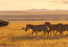 How to Get to Masai Mara from London