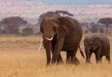 African Safari Cost Per Person elephants spotted in kenya