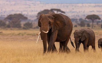African Safari Cost Per Person elephants spotted in kenya