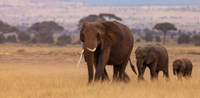 elephants spotted in kenya