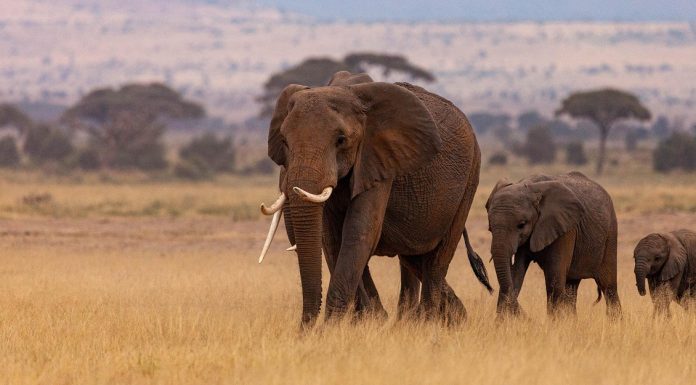 African Safari Cost Per Person elephants spotted in kenya