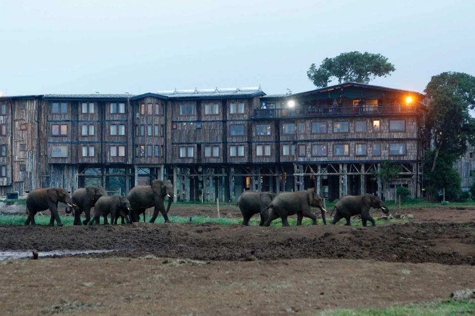 treetop safari lodge kenya