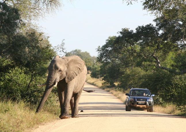 8 Day South Africa Self Drive Safari